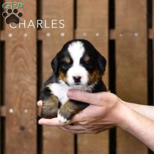 Charles, Bernese Mountain Dog Puppy